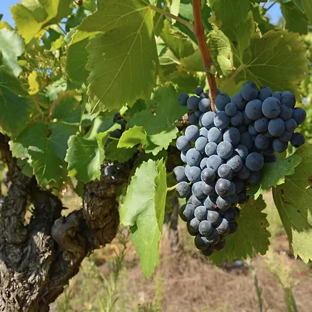 Vila Tranquil With Pool View